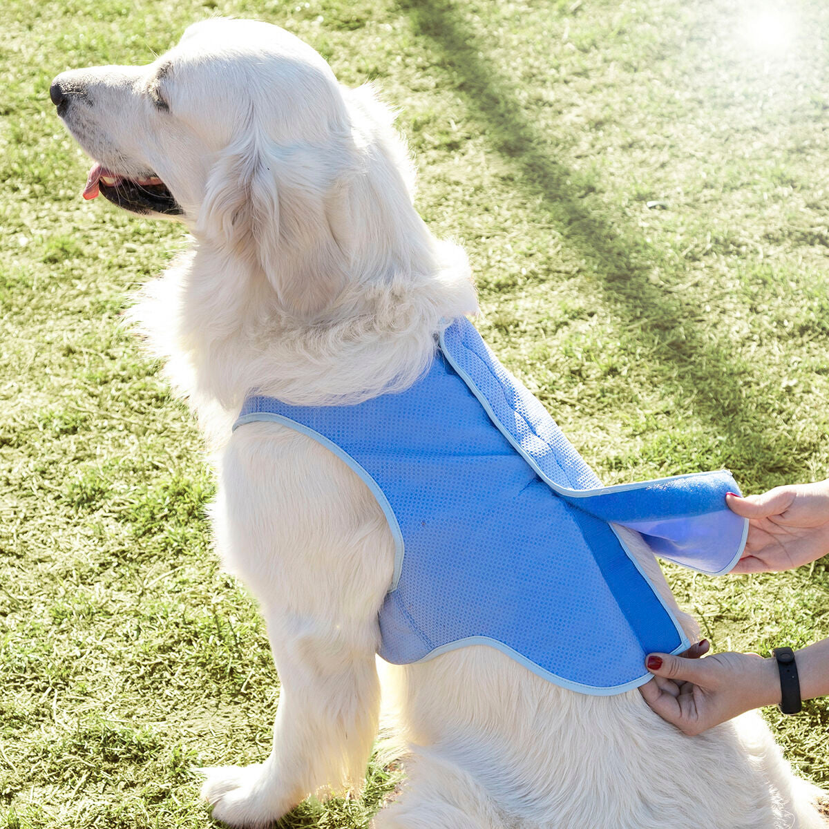 InnovaGoods Refreshing Pet Vest for Large Pets - L