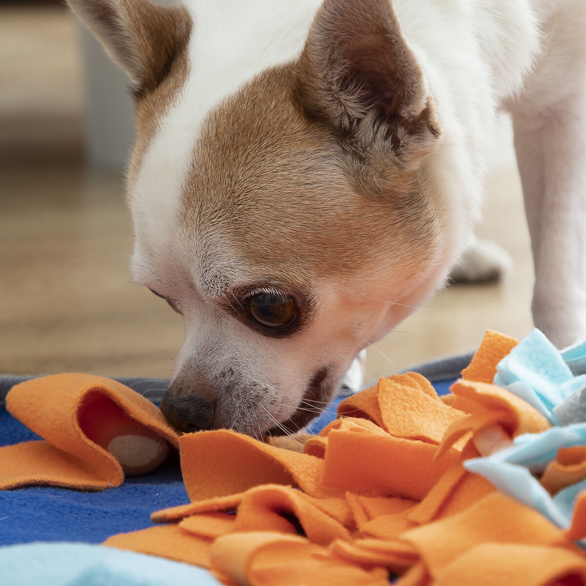 Sniffing Mat for Pets Fooland InnovaGoods